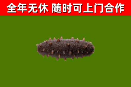 阜新回收海参干